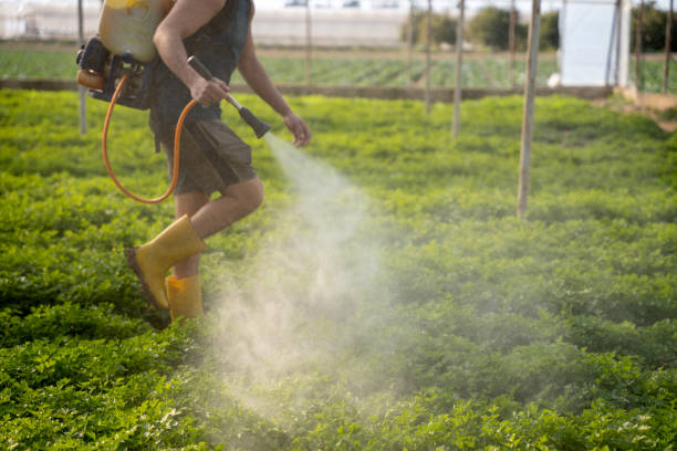 Best Wasp Removal Services  in Bridgeville, PA